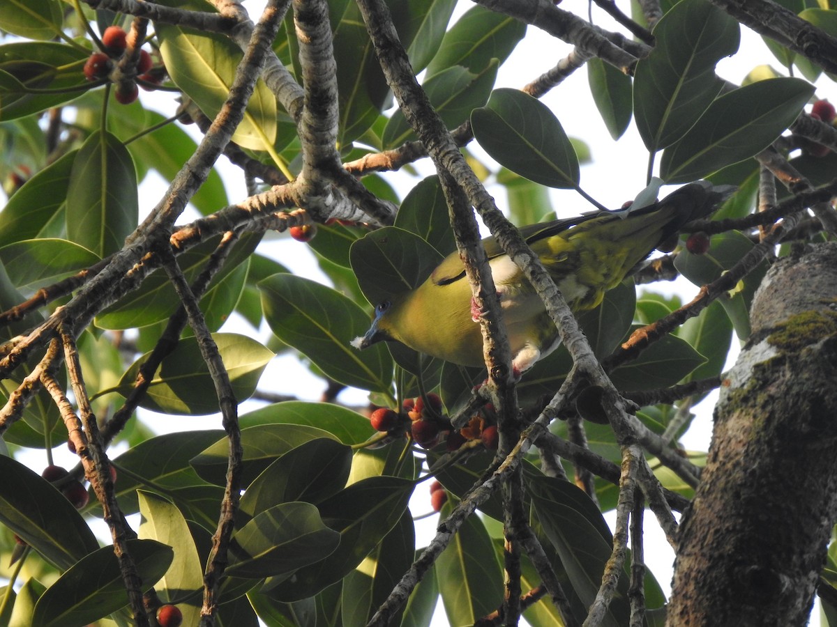 Yellow-vented Green-Pigeon - ML617131103