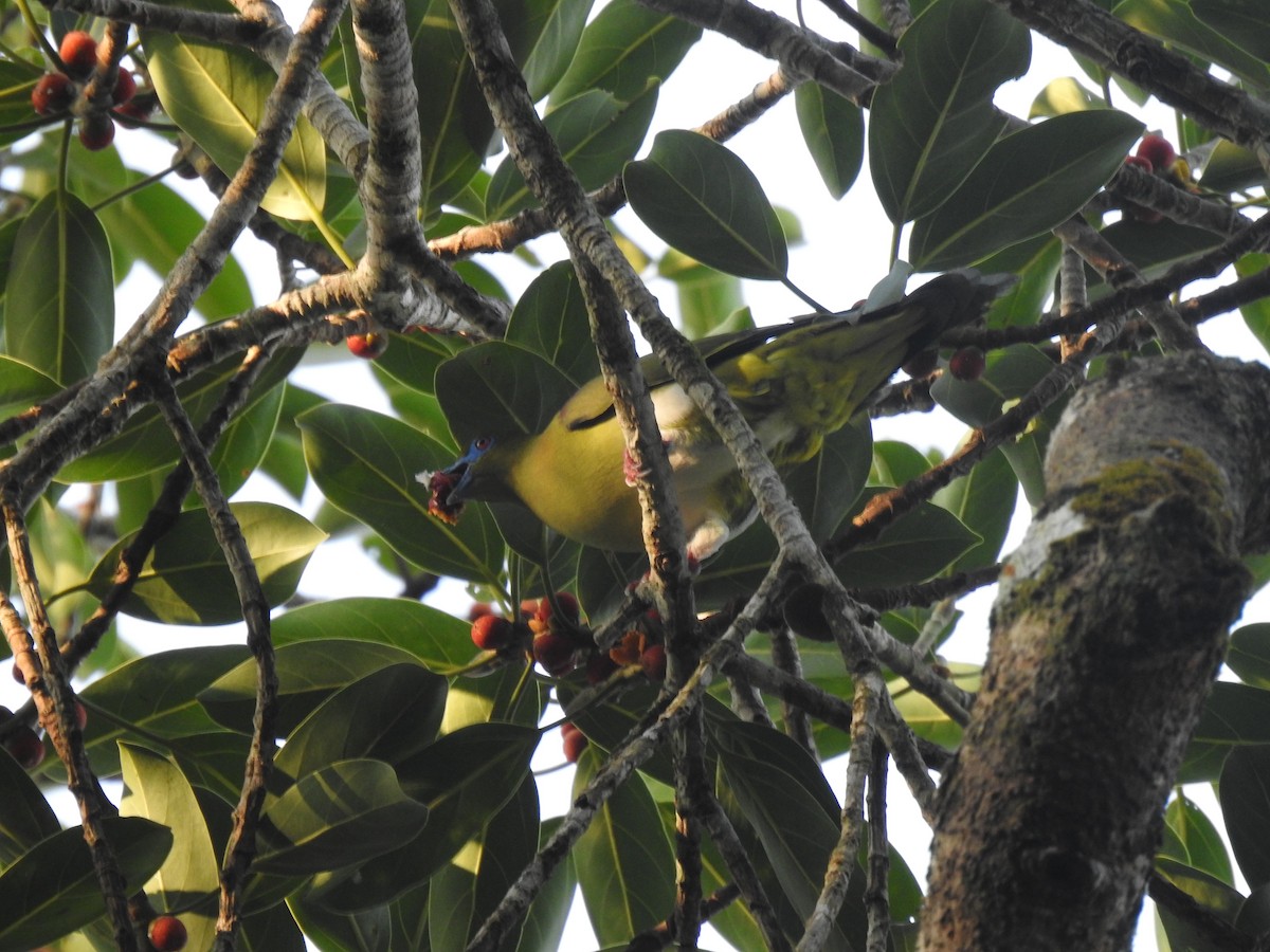 Yellow-vented Green-Pigeon - ML617131122