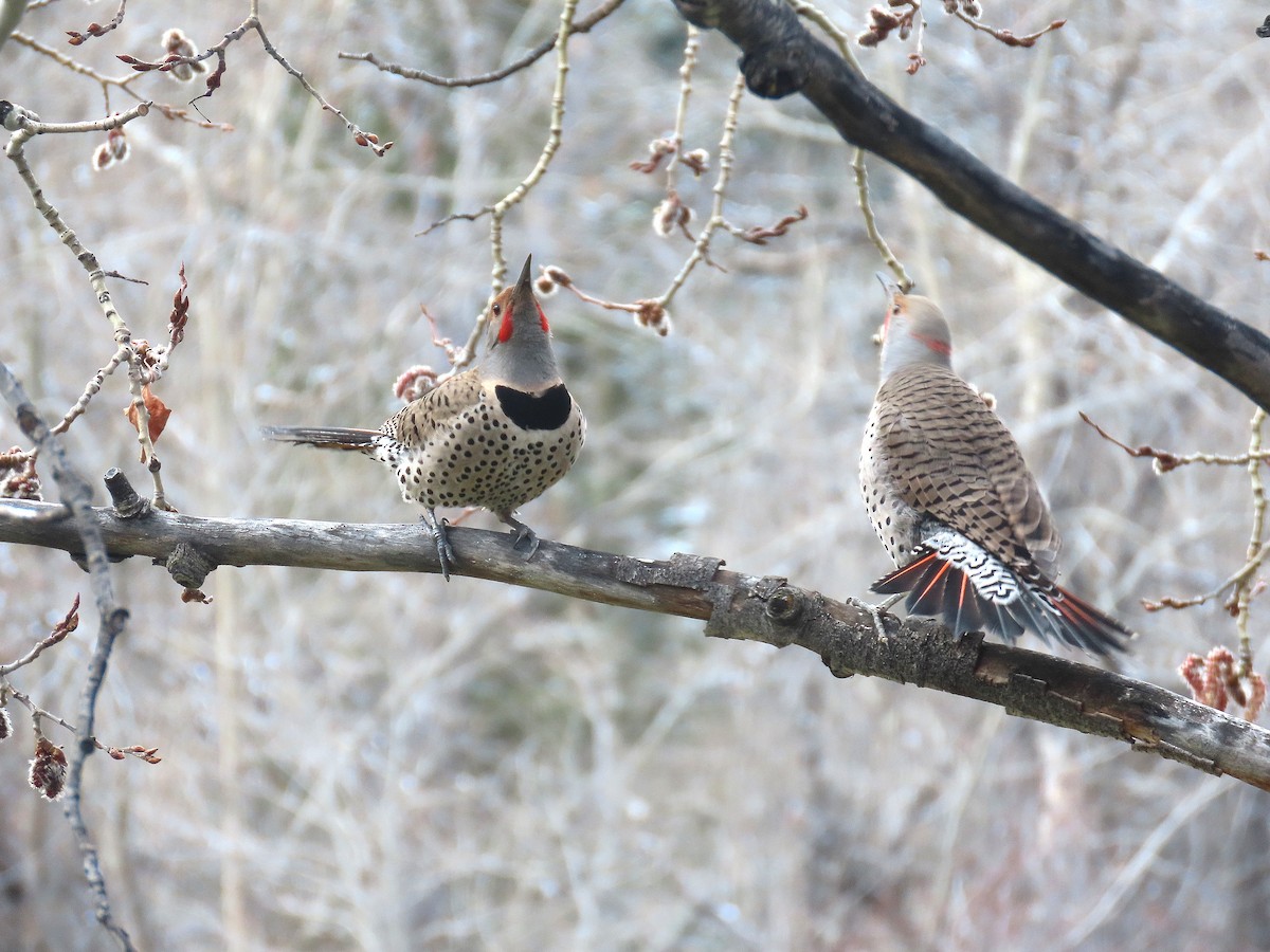 Northern Flicker (Yellow-shafted x Red-shafted) - ML617131249