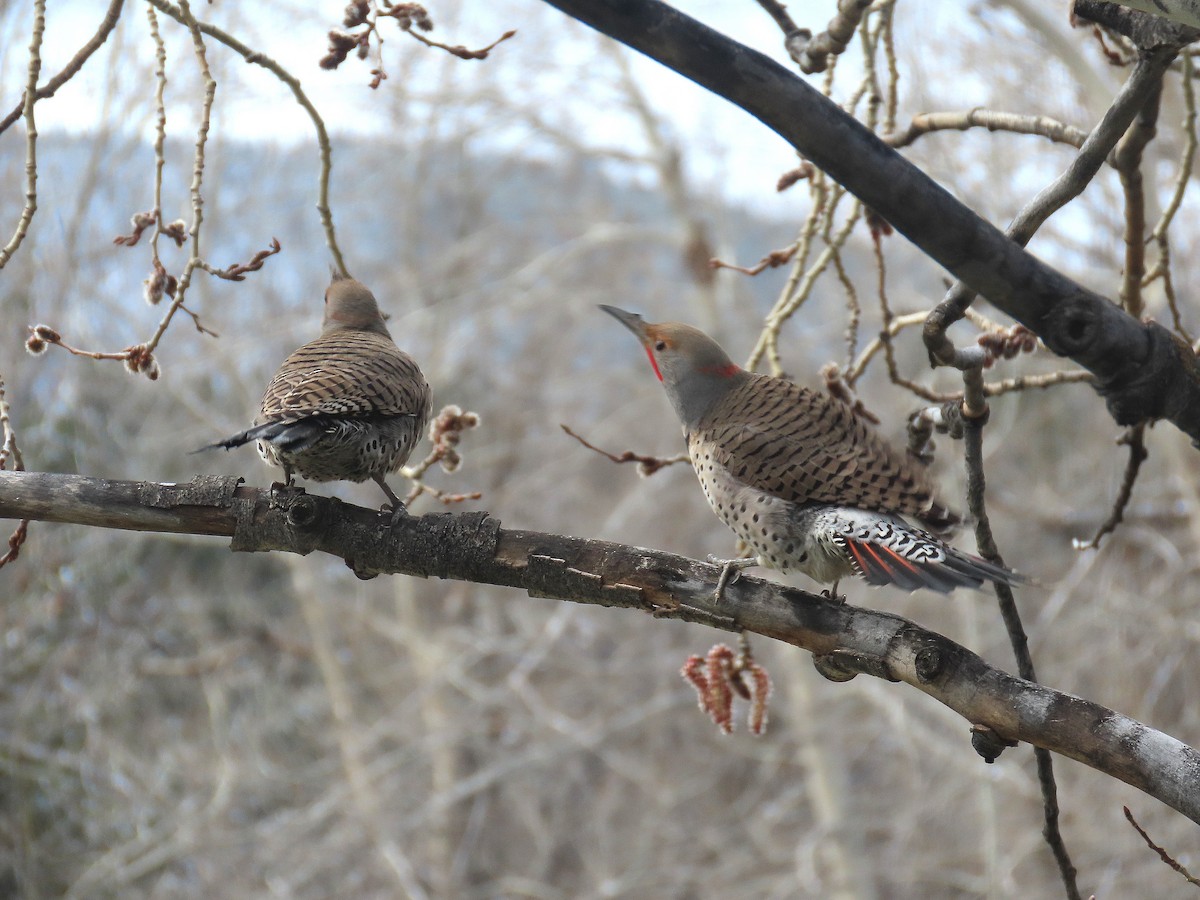 Northern Flicker (Yellow-shafted x Red-shafted) - ML617131250