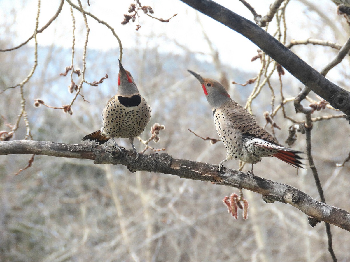 Northern Flicker (Yellow-shafted x Red-shafted) - ML617131251
