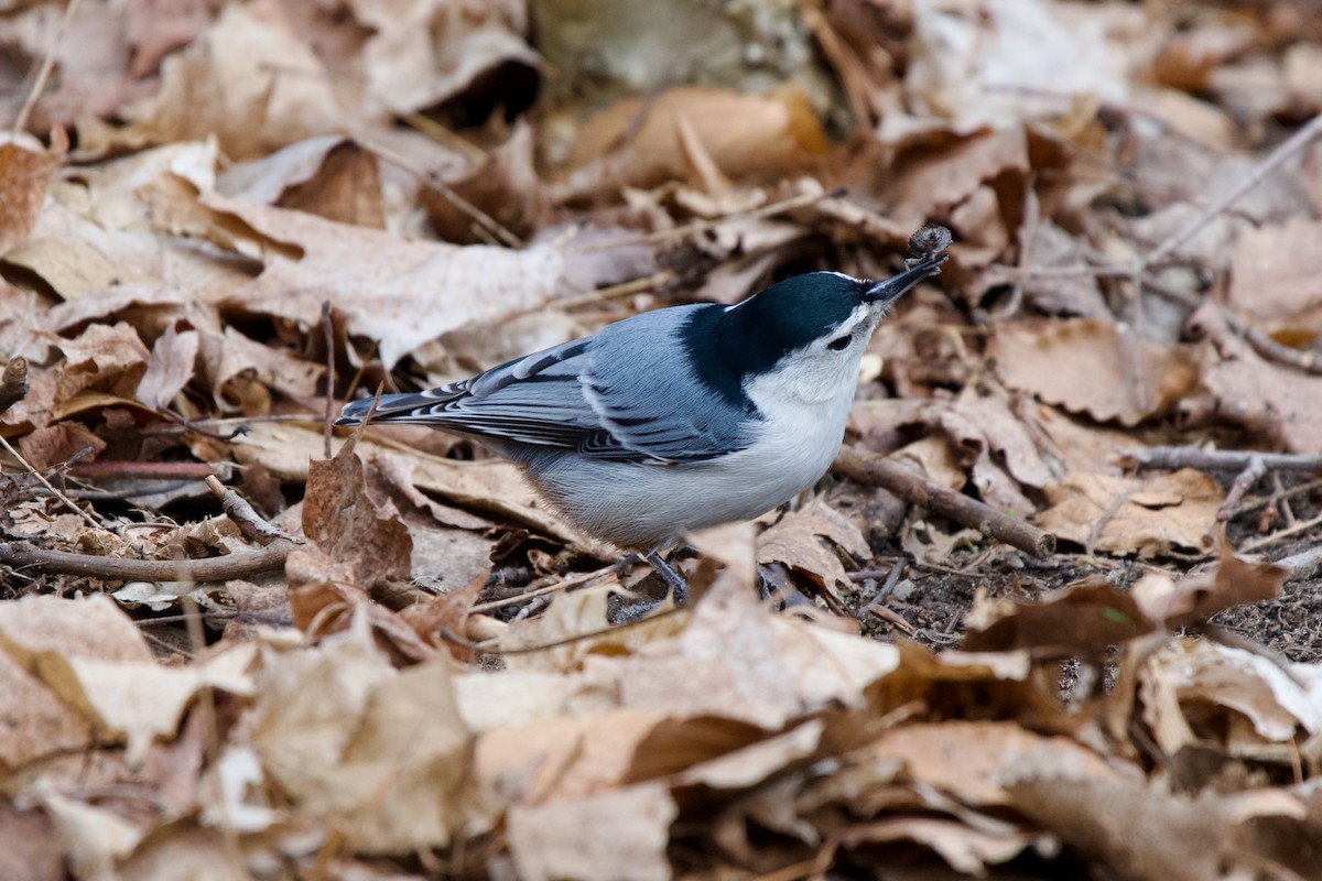 White-breasted Nuthatch - ML617131288