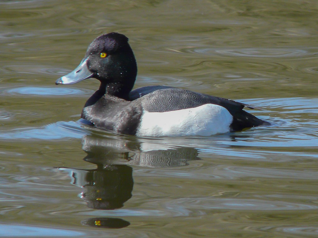 Common Pochard x Tufted Duck (hybrid) - ML617131305