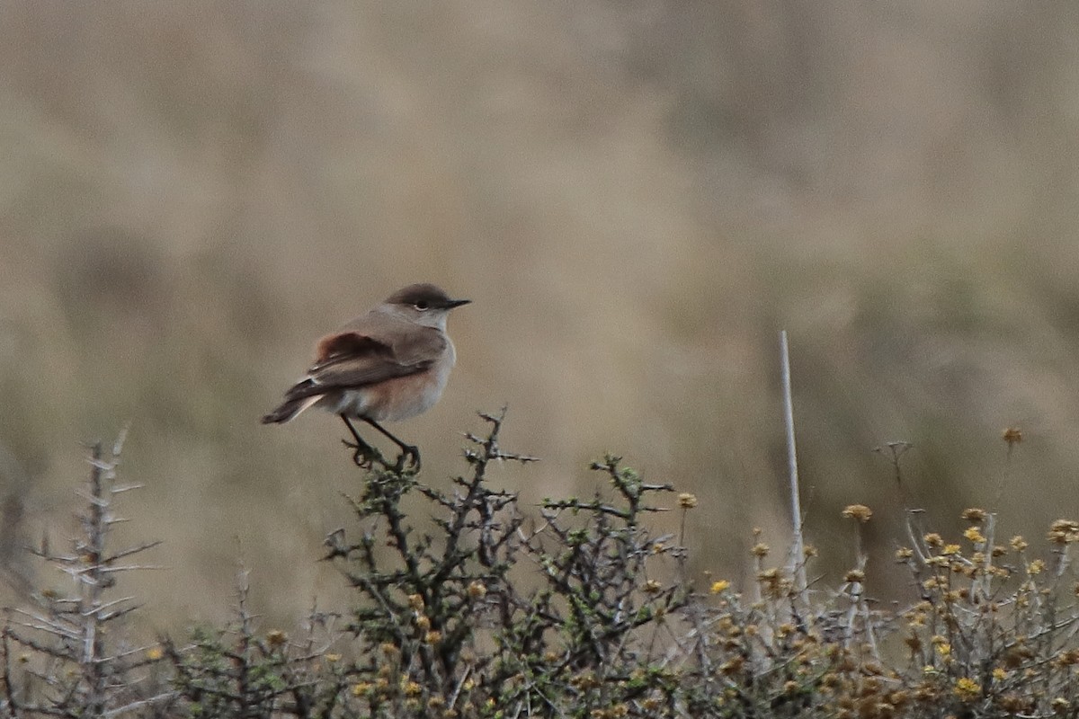 Sickle-winged Chat - ML617131328