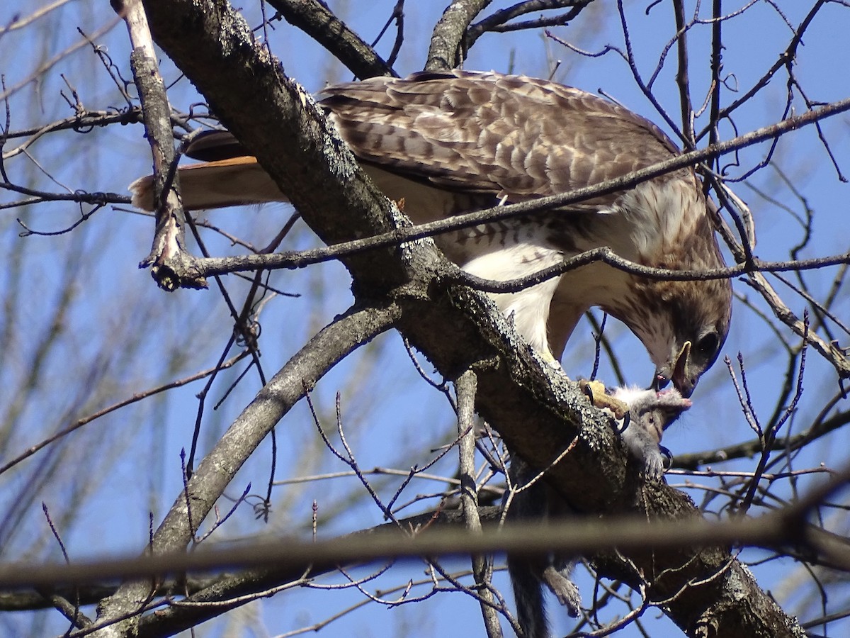 Red-tailed Hawk - ML617131344