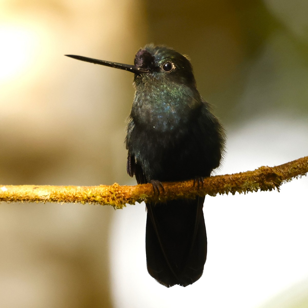 kolibřík modročelý - ML617131461