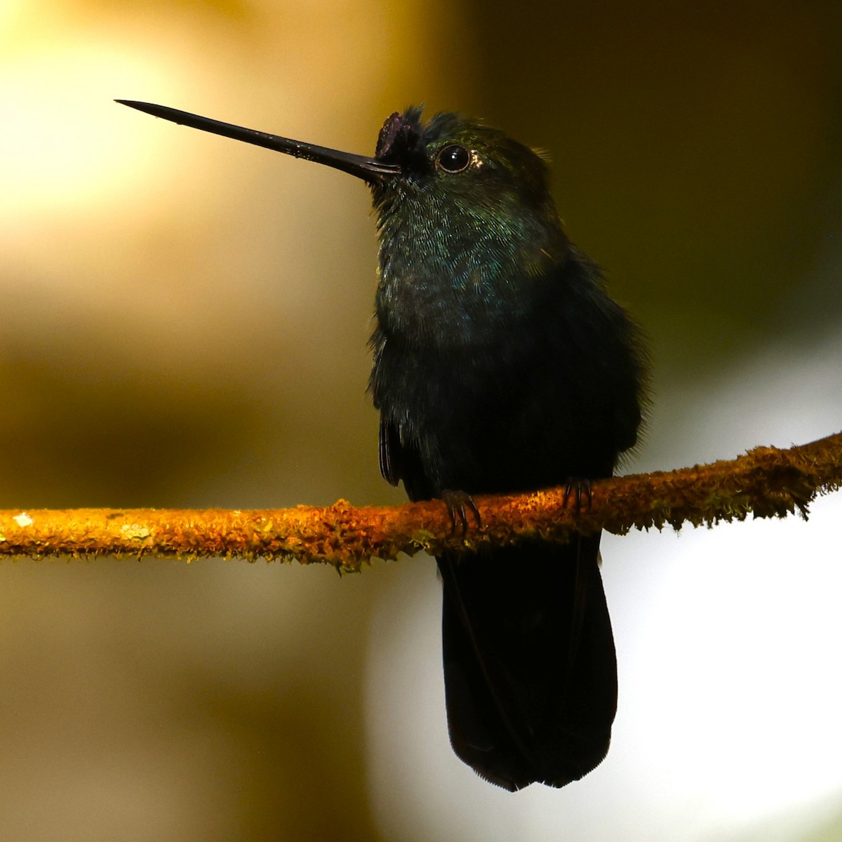 kolibřík modročelý - ML617131462