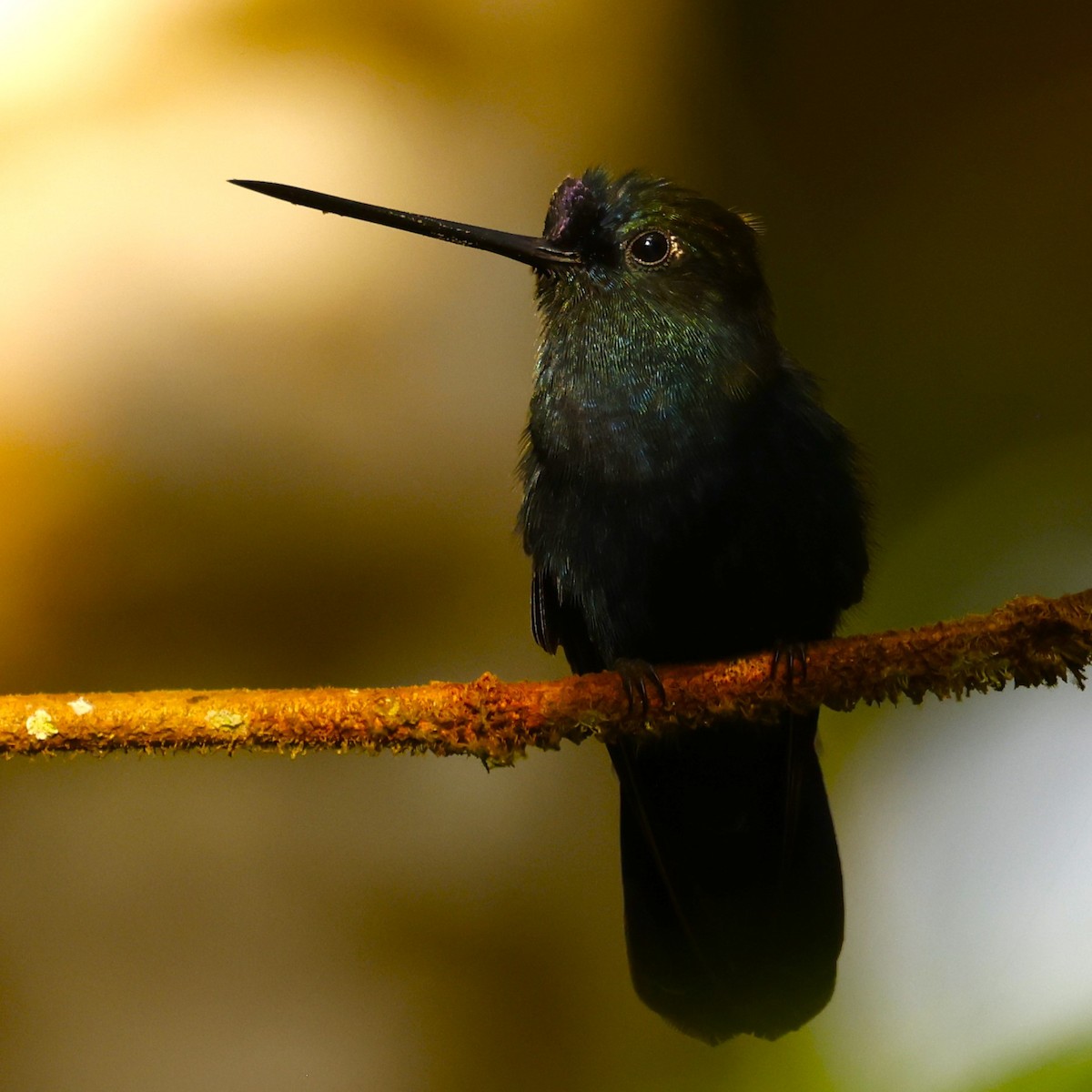 kolibřík modročelý - ML617131463