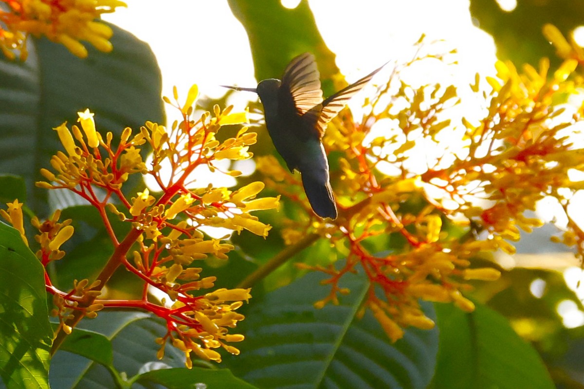 kolibřík modročelý - ML617131523