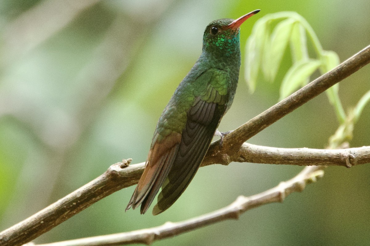 Rufous-tailed Hummingbird (Rufous-tailed) - ♏️ ©️