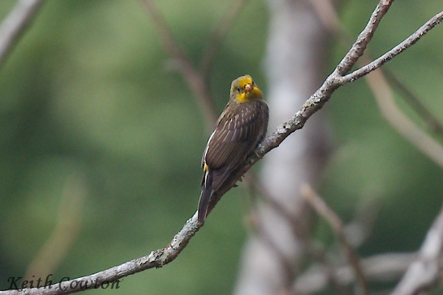 Yellow-rumped Honeyguide - Keith Cowton