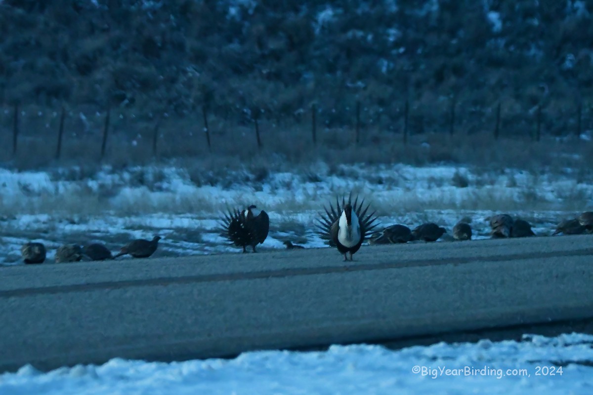 Greater Sage-Grouse - Ethan Whitaker