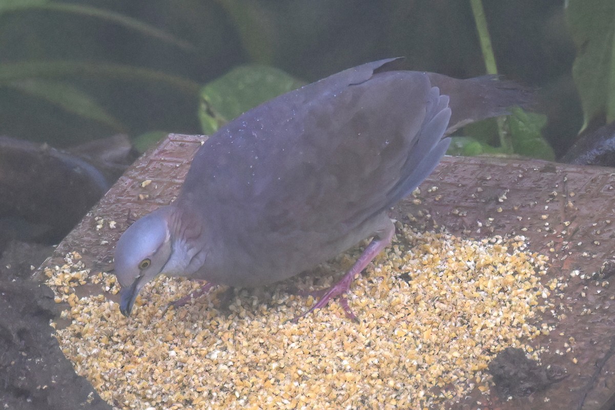 holub bělohrdlý - ML617131833