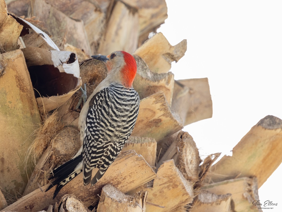 Red-bellied Woodpecker - Tim Ellens