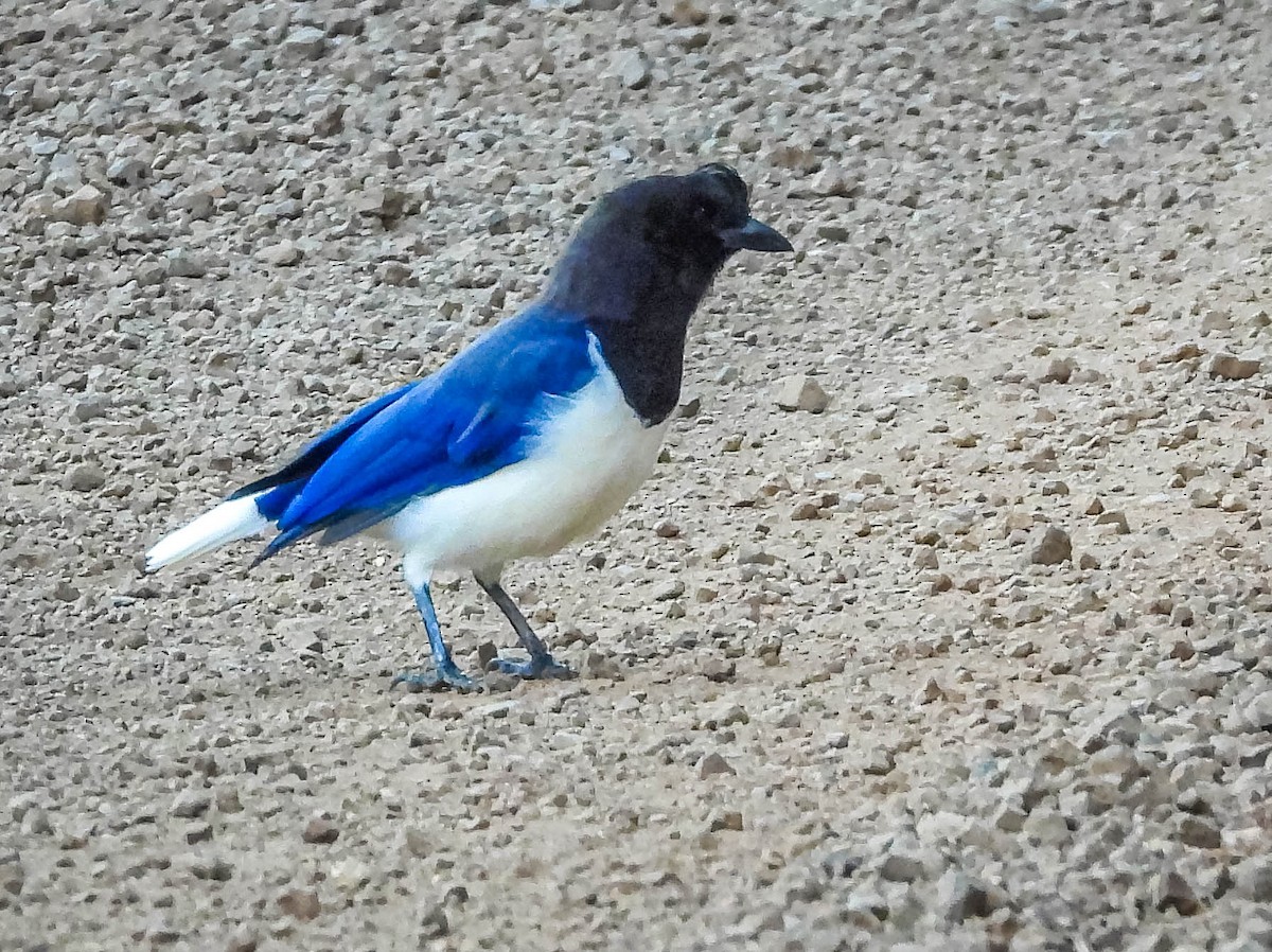 Curl-crested Jay - ML617132109