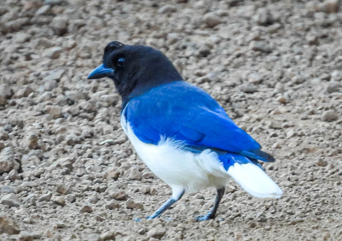 Curl-crested Jay - ML617132111