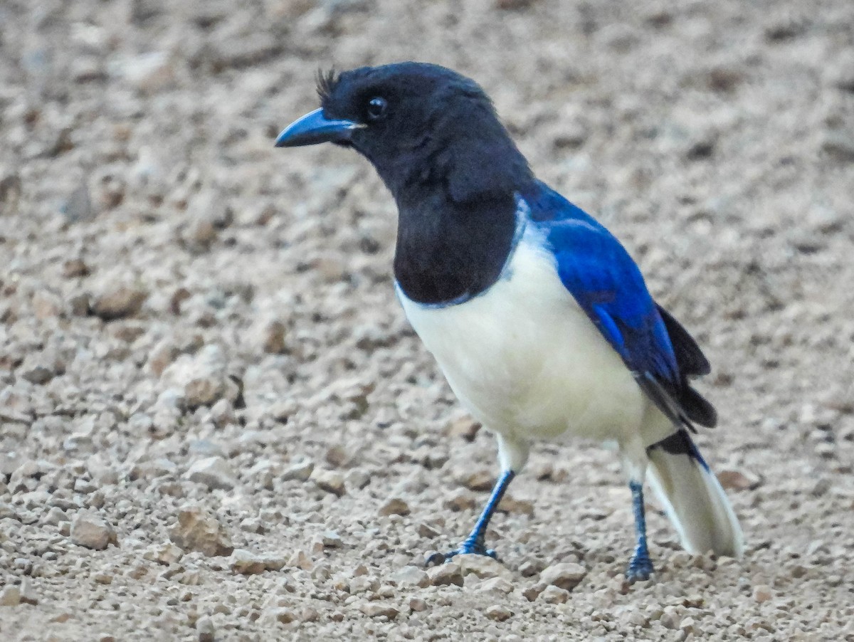 Curl-crested Jay - ML617132112