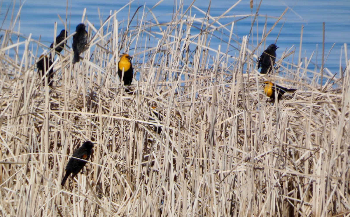 Yellow-headed Blackbird - ML617132127