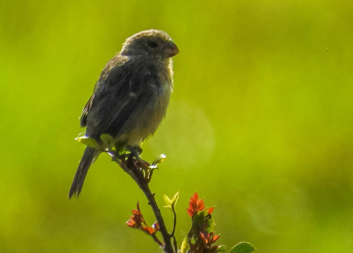 White-bellied Seedeater - ML617132285