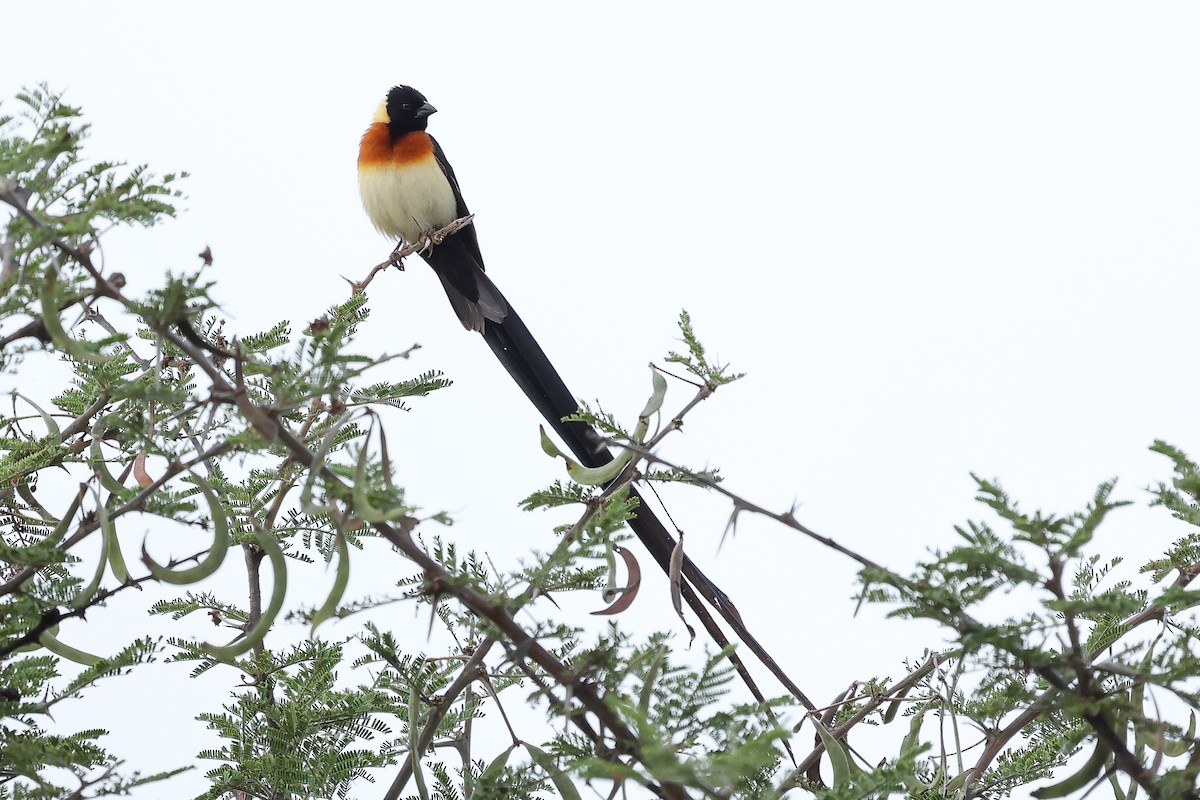 Eastern Paradise-Whydah - Daniel Engelbrecht - Birding Ecotours