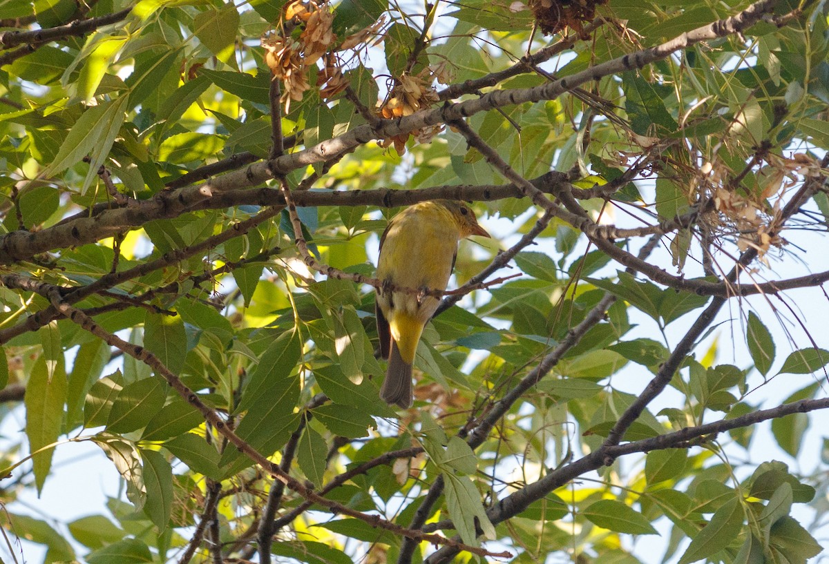 Western Tanager - ML617132370