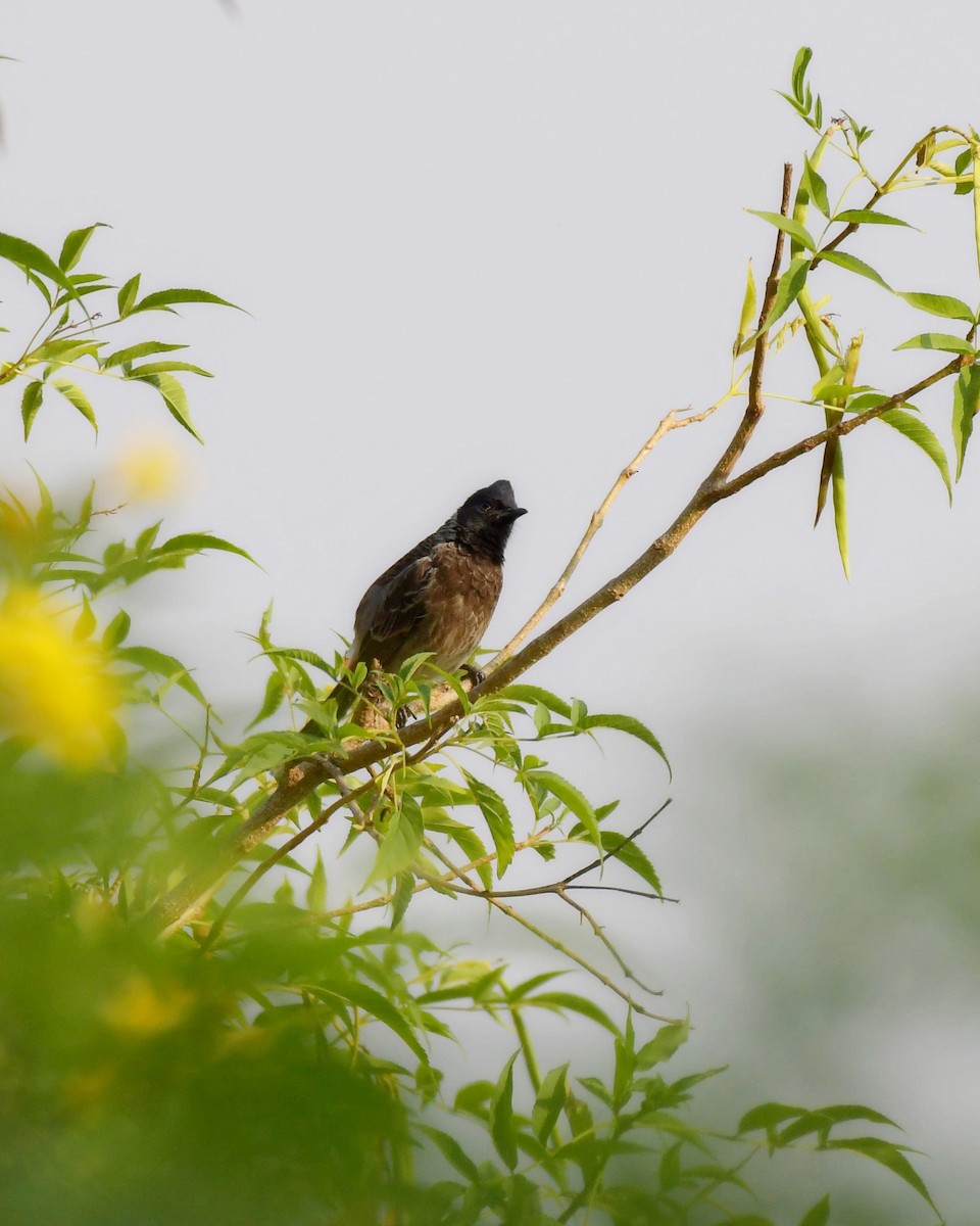 Red-vented Bulbul - ML617132409