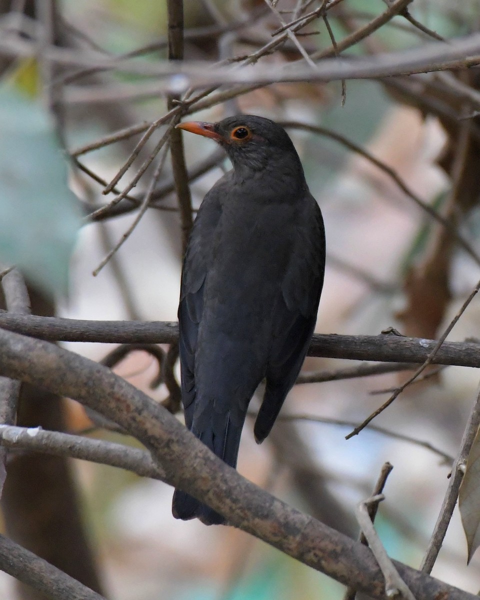 Indian Blackbird - ML617132476