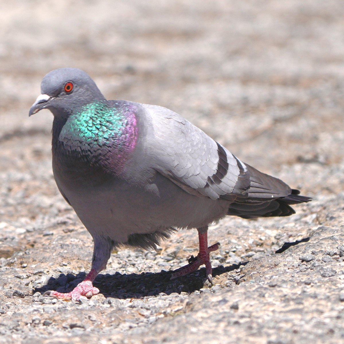Rock Pigeon (Wild type) - ML617132524