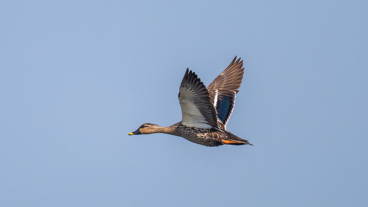 Indian Spot-billed Duck - ML617132525