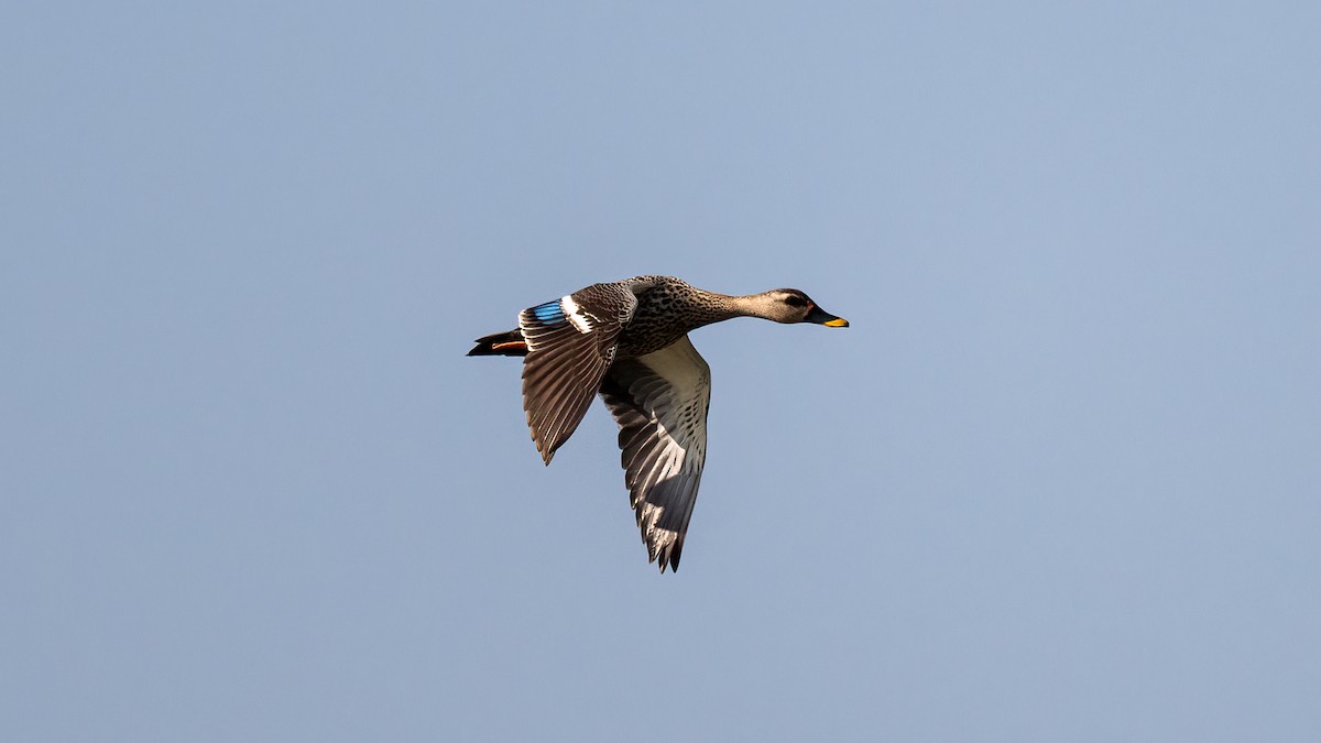Indian Spot-billed Duck - ML617132526