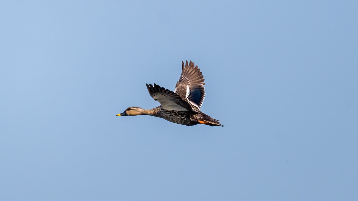 Indian Spot-billed Duck - Pankaj Maheria