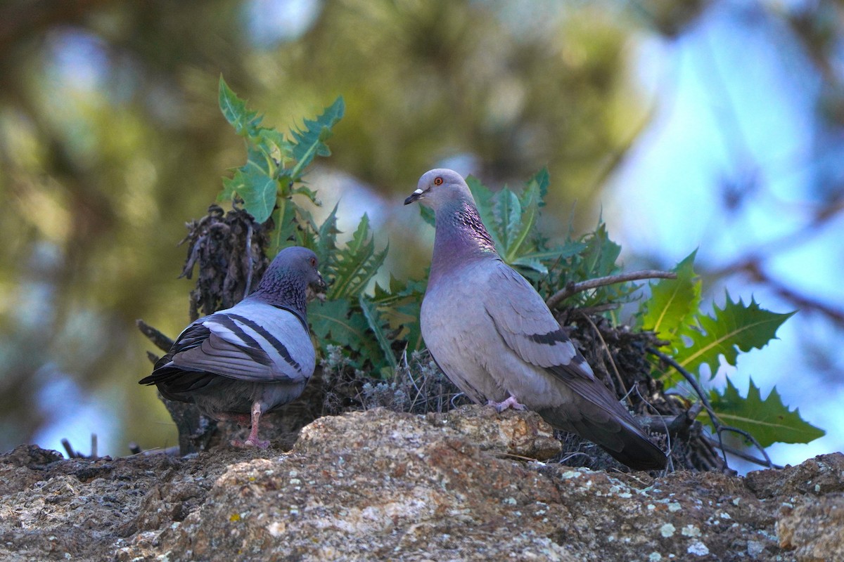 Rock Pigeon (Wild type) - ML617132532