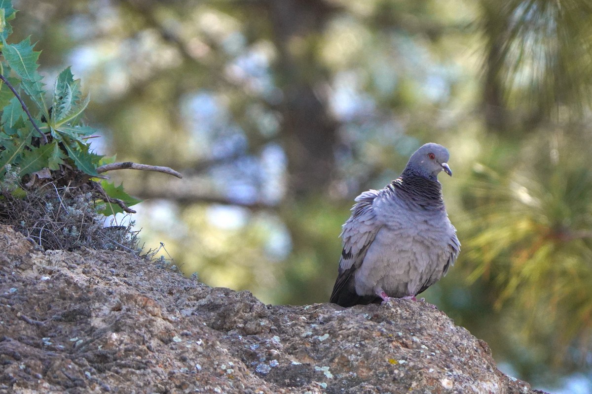 Rock Pigeon (Wild type) - ML617132533