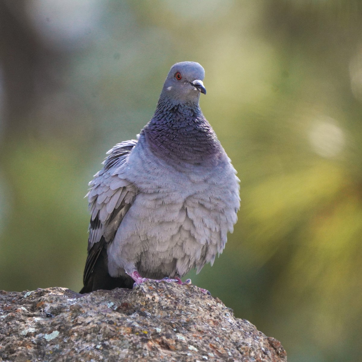 Rock Pigeon (Wild type) - ML617132534