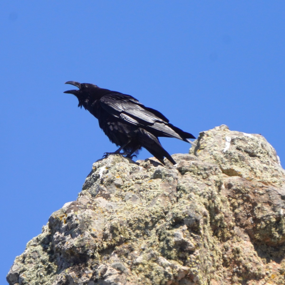 Common Raven - ML617132567