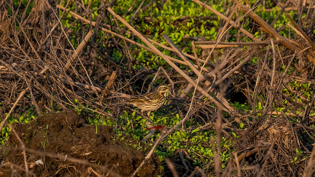 Rosy Pipit - ML617132596