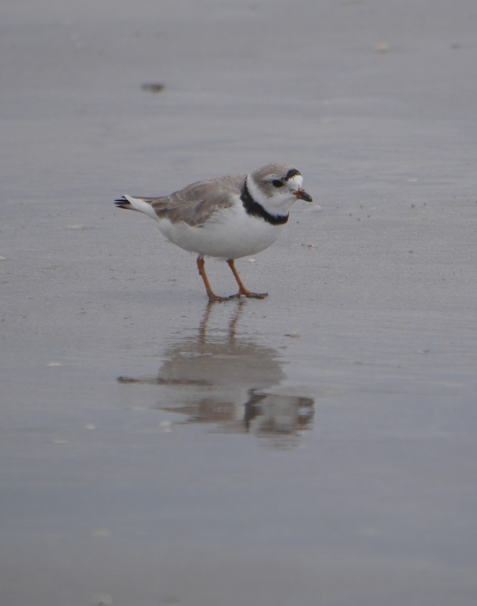 Piping Plover - ML617132617