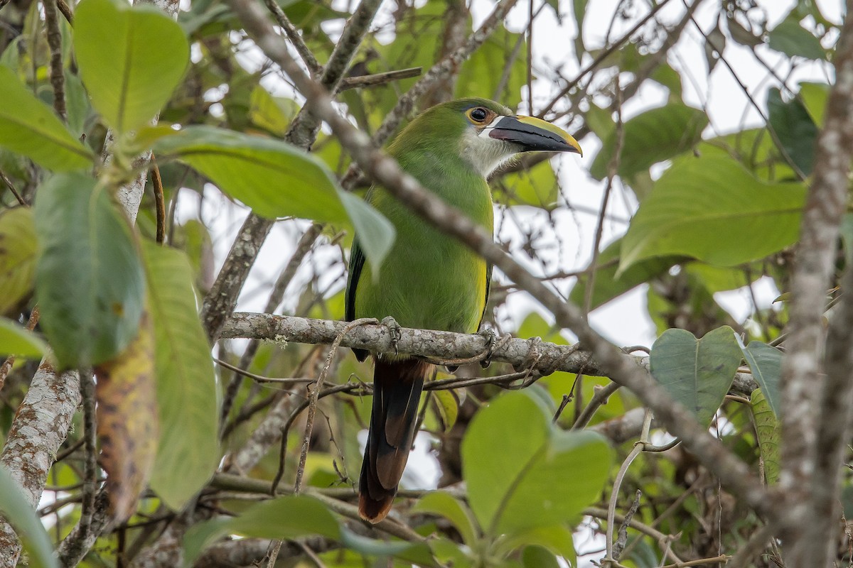 Southern Emerald-Toucanet (Andean) - ML617132650