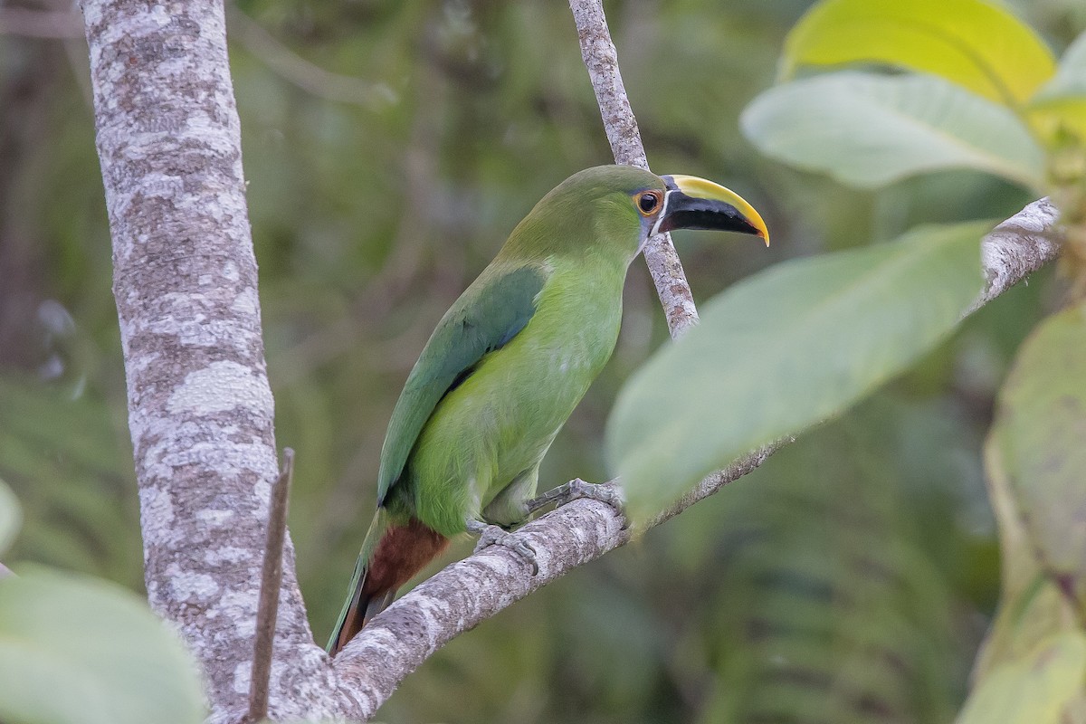 Southern Emerald-Toucanet (Andean) - ML617132658