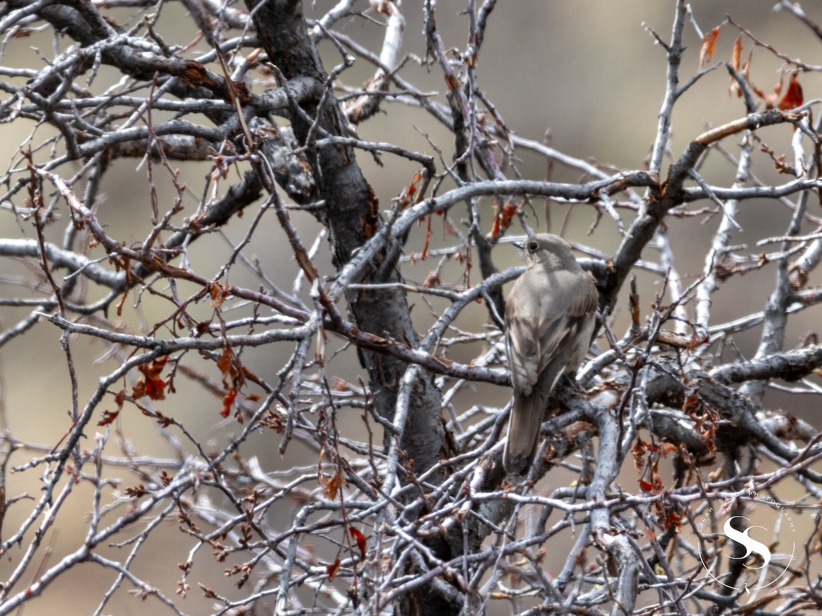 Townsend's Solitaire - ML617132745