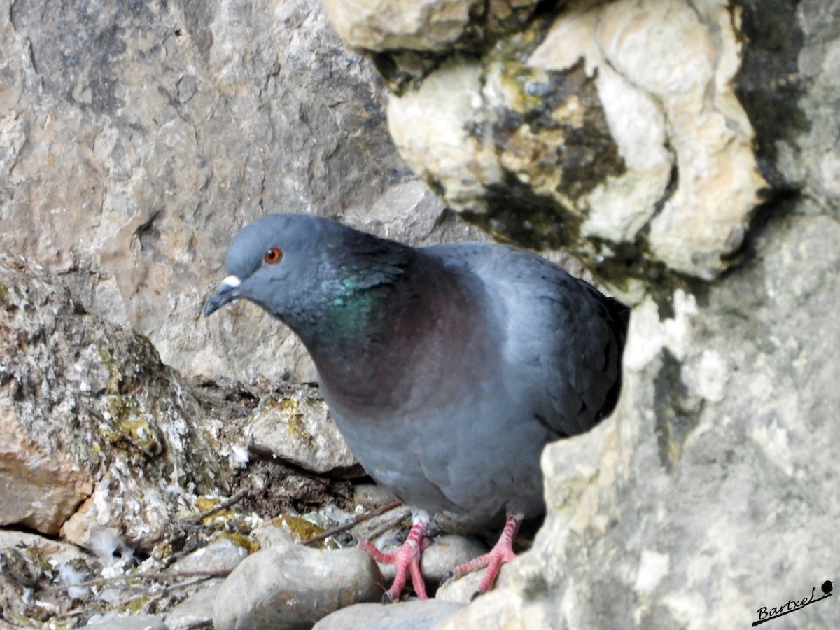 Rock Pigeon - ML617132762