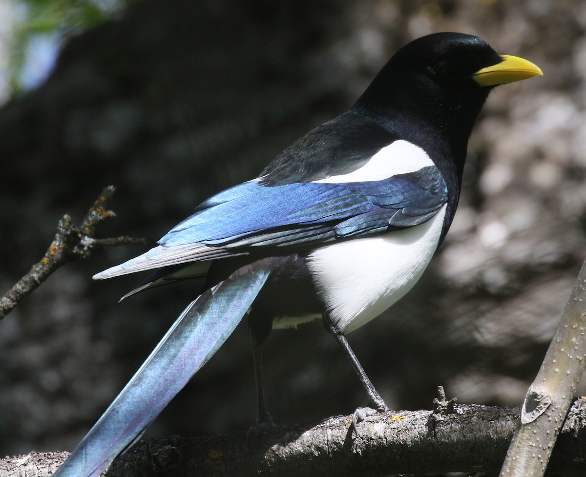Yellow-billed Magpie - Debby Parker