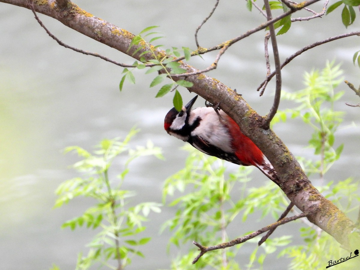 Great Spotted Woodpecker - ML617132787