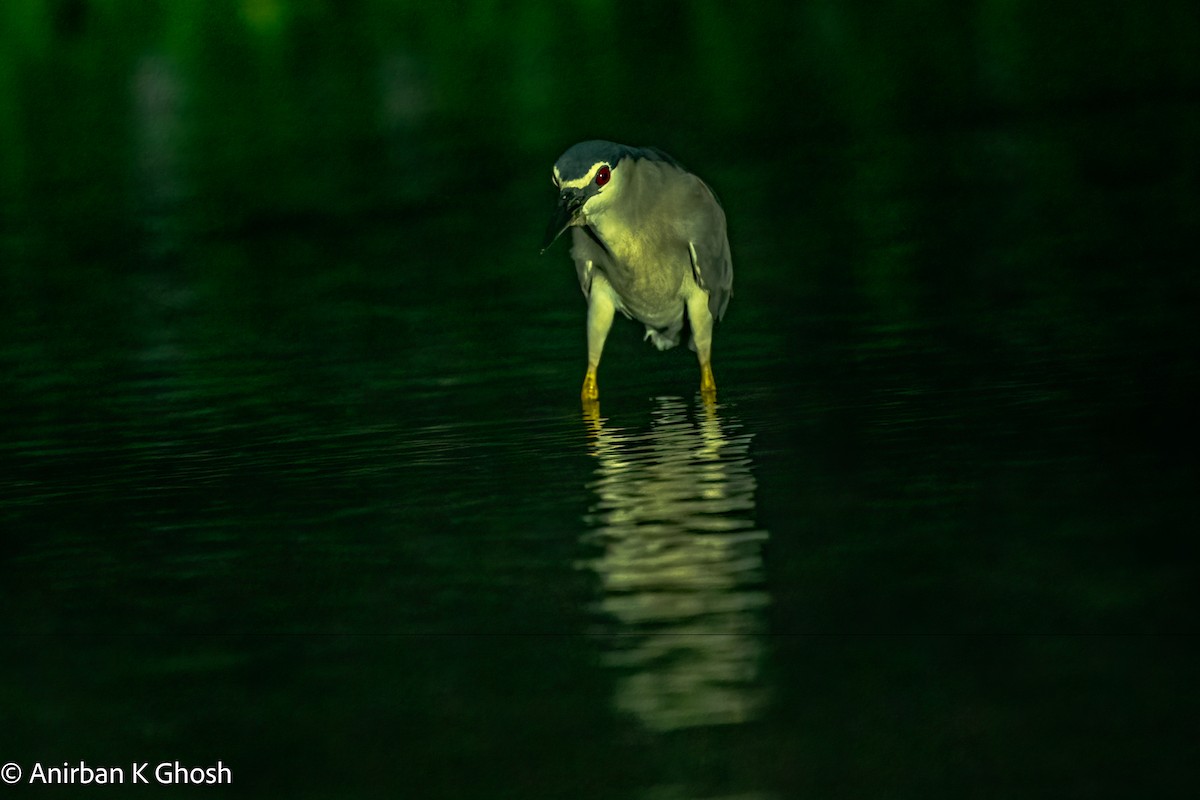 Black-crowned Night Heron - Anirban K Ghosh
