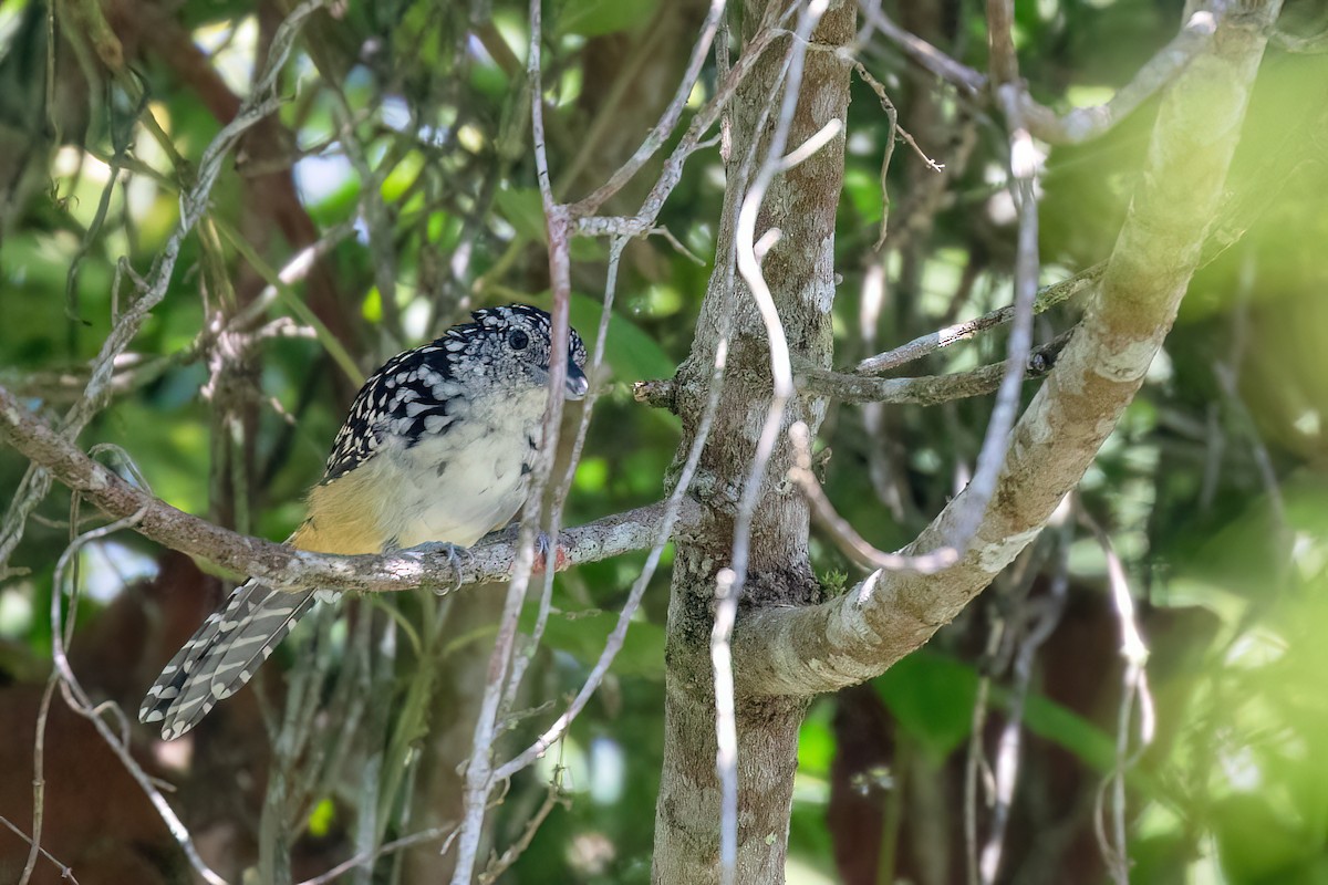 Spot-backed Antshrike - Marcos Eugênio Birding Guide