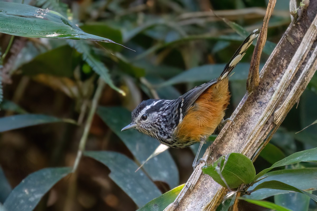 Ochre-rumped Antbird - Marcos Eugênio Birding Guide