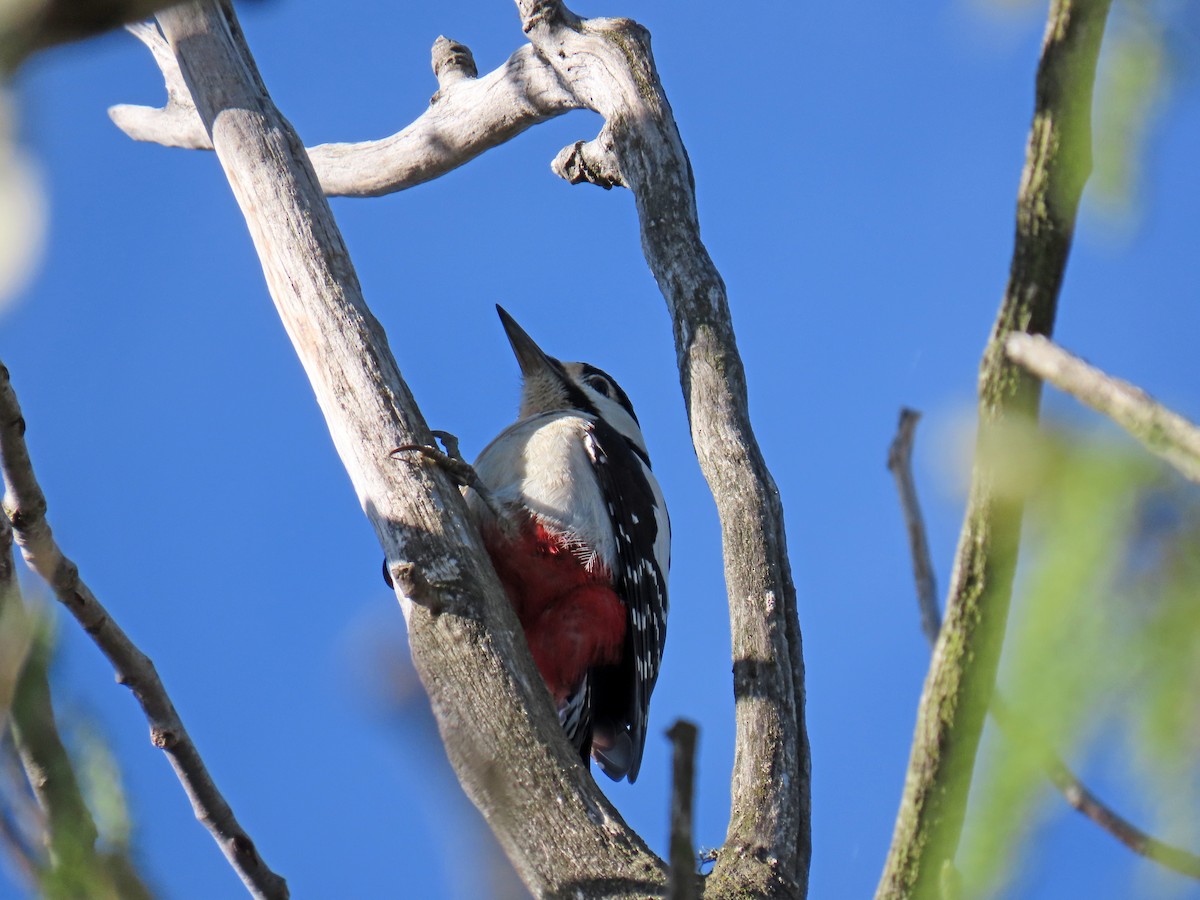 Great Spotted Woodpecker - ML617132916