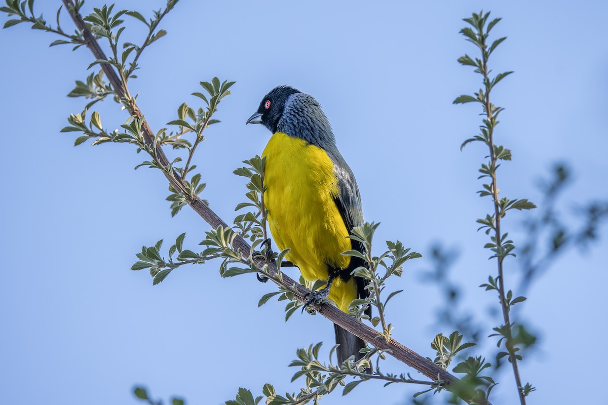 Hooded Mountain Tanager - ML617132931