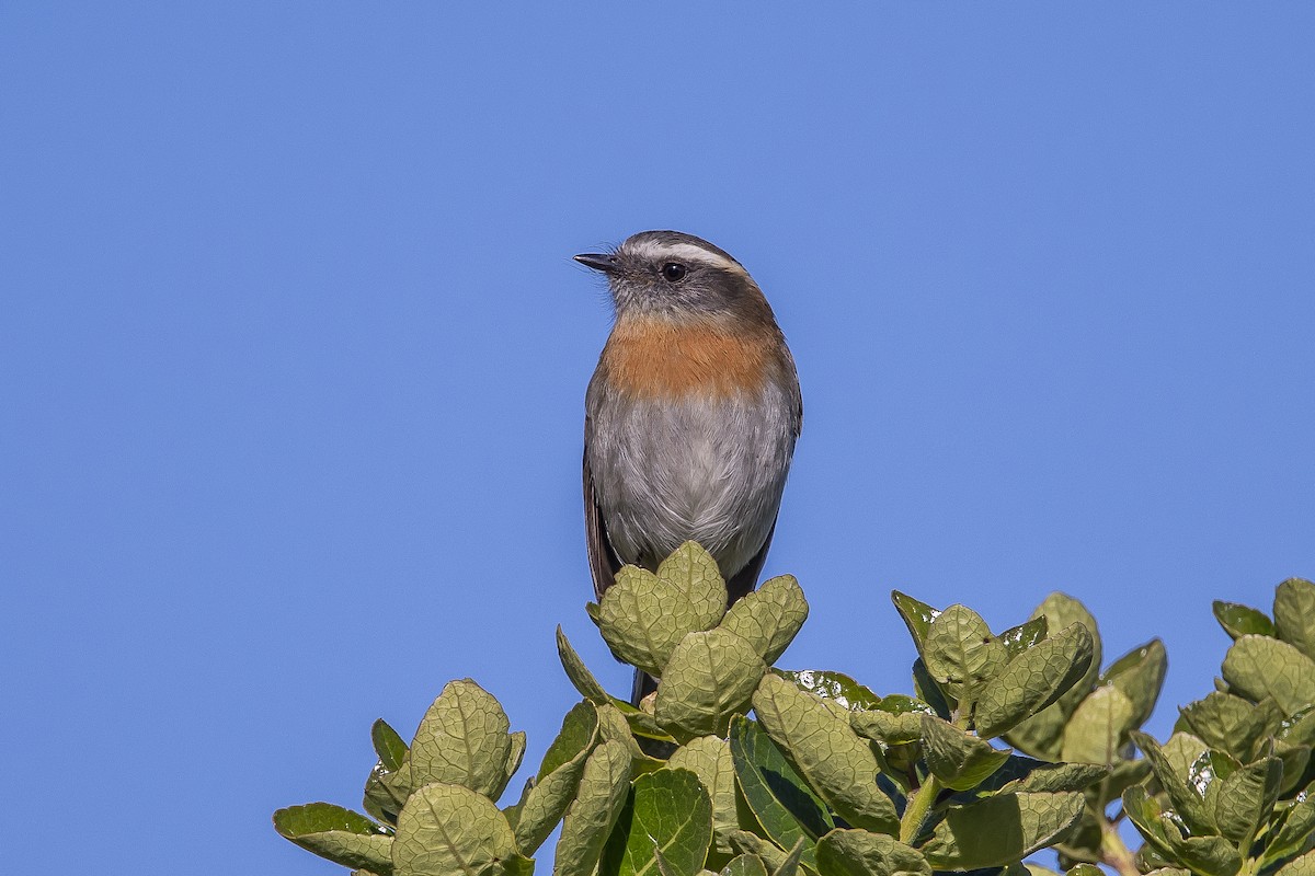 Rufous-breasted Chat-Tyrant - ML617132953