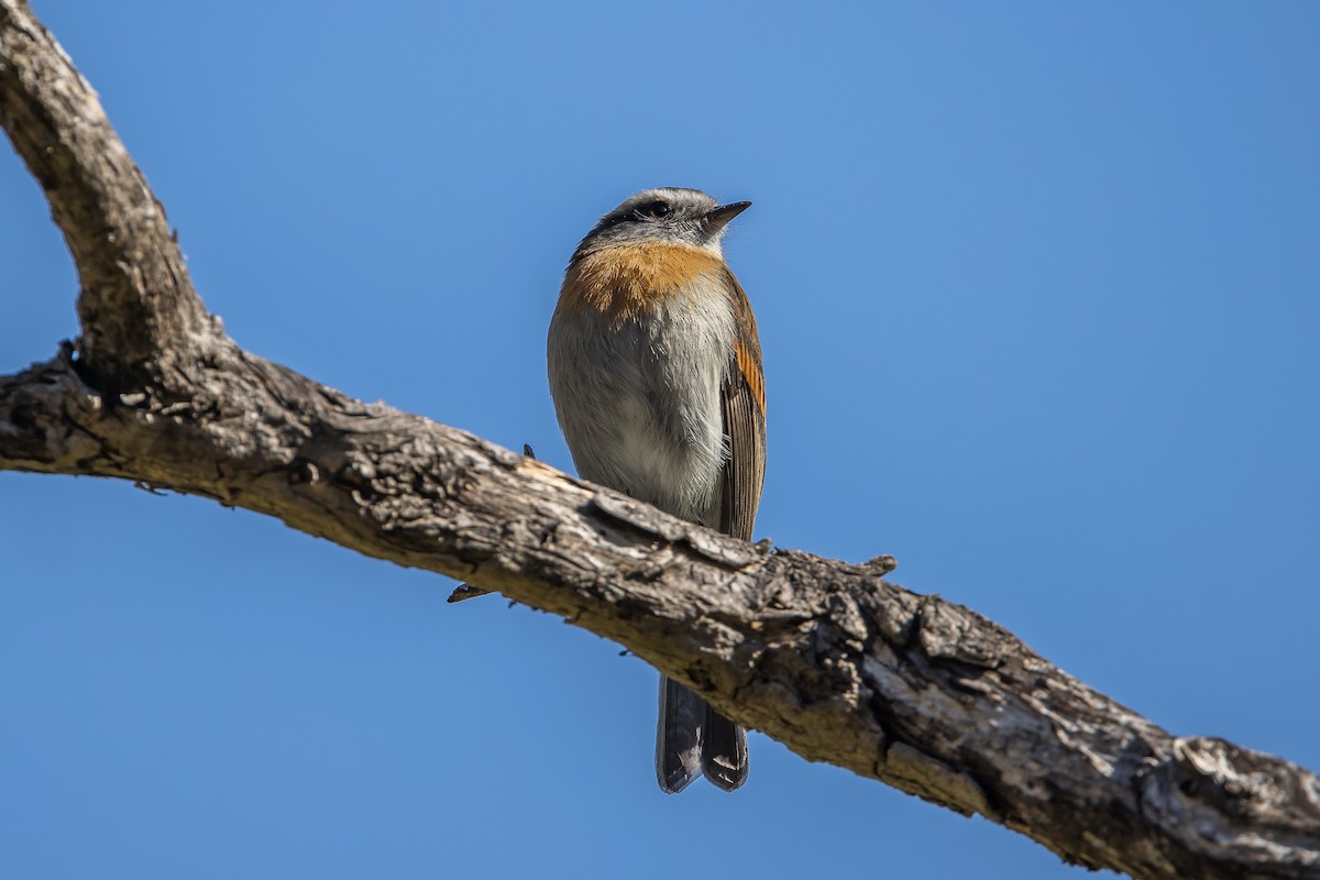 Rufous-breasted Chat-Tyrant - Paul Budde
